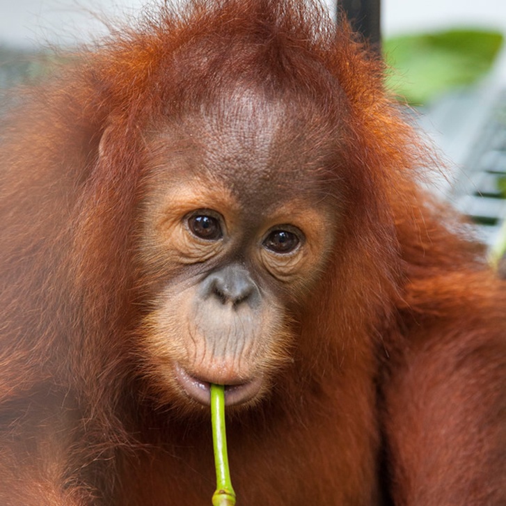 Adopt an Orangutan - The Orangutan Project