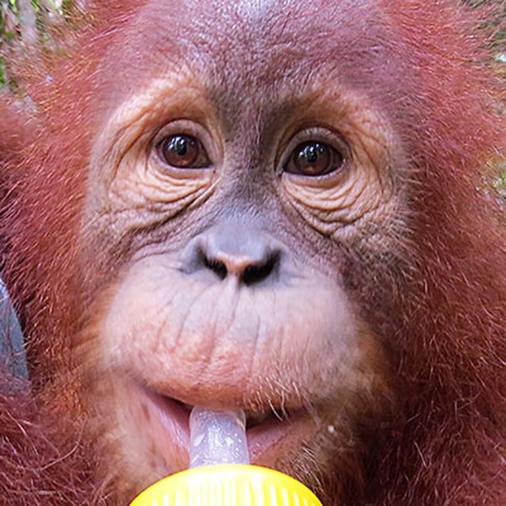  Adopt  an Orangutan  The Orangutan  Project