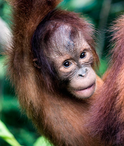 This is a story of hope made possible by our supporters - The Orangutan ...