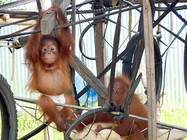 Adopt An Orangutan The Orangutan Project